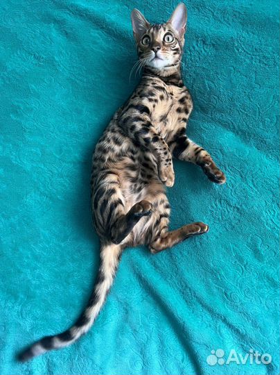 Бенгальская