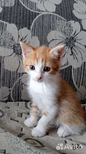 Кошка в дар бесплатно