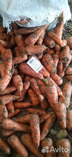 Морковь не кондиция