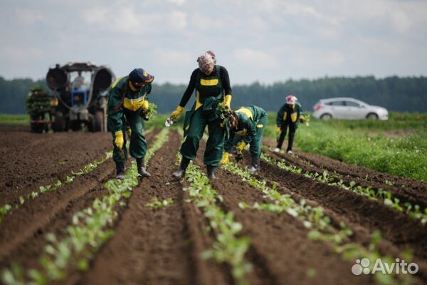 Рабочий на с/х поля (Ростов)