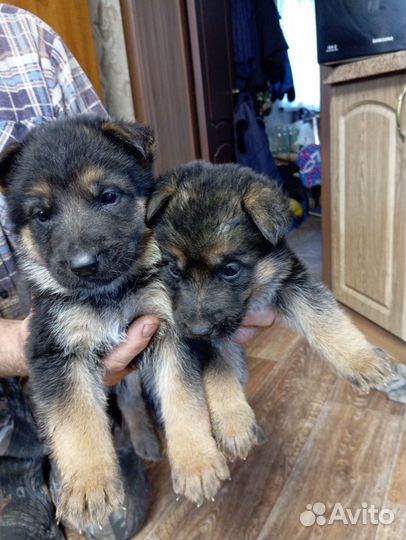 Немецкая овчарка