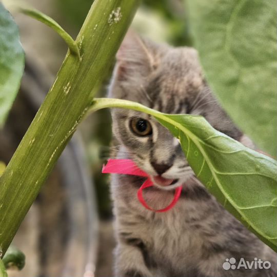 Котенок в добрые руки
