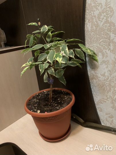 Фикус бенджамина пестролистный