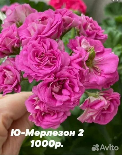 Герань пеларгония розебудная