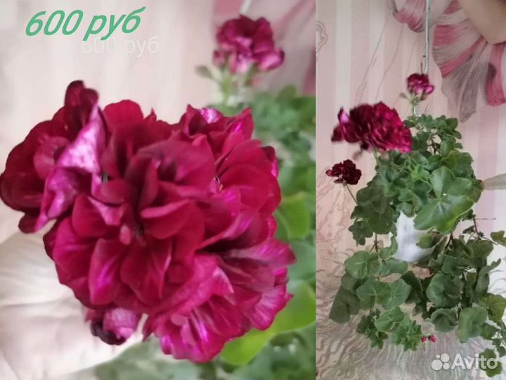 Пеларгония