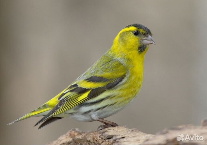 Певчие птицы