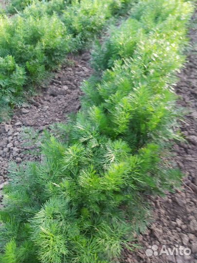 Зелень домашняя