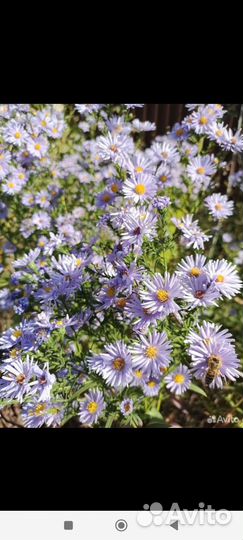 Садовые цветы