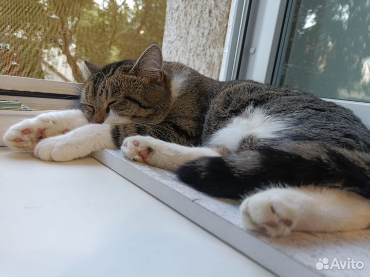 Коты в добрые руки