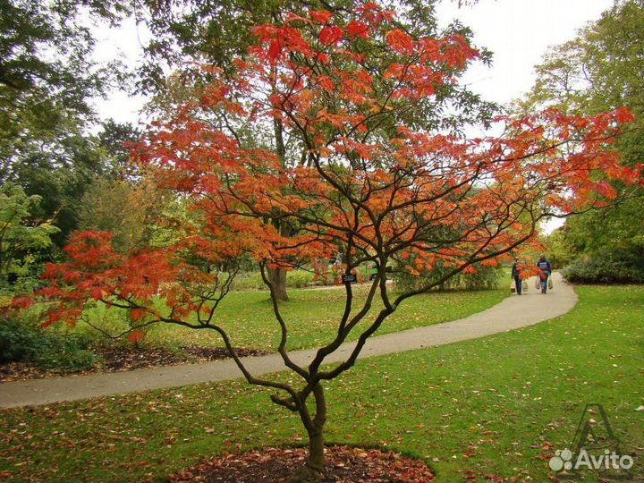 Клён сахаристый (серебристый)