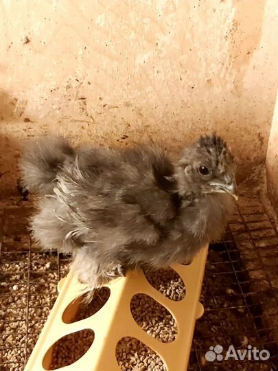 Цыплята китайские шелковые