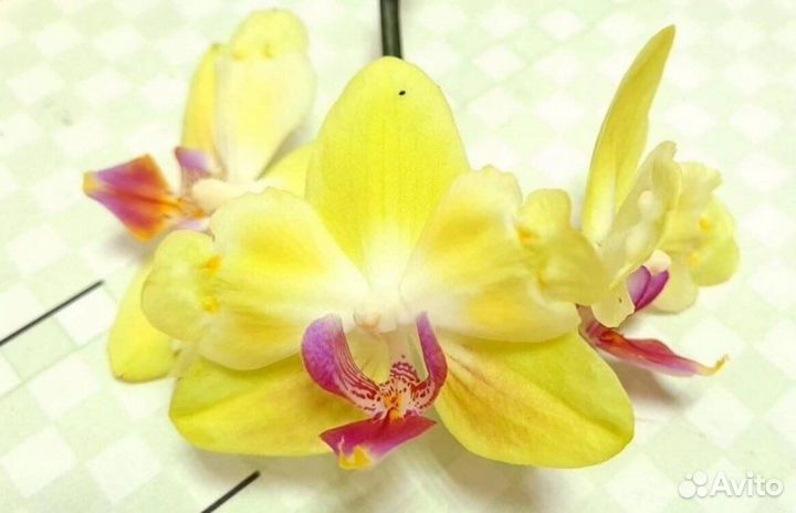 Фаленопсисы