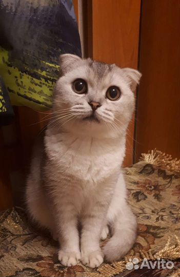 Шотландская Шиншила вислоухая