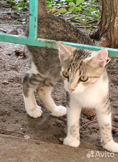 Котята в добрые руки отдам бесплатно