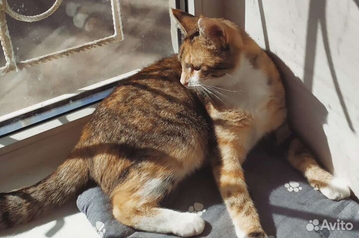 Кошечка-красавица Анфиса