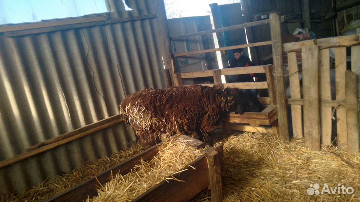 Баран,породистой породы