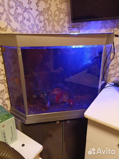 Аквариум