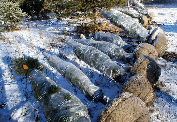 Дерево кедра