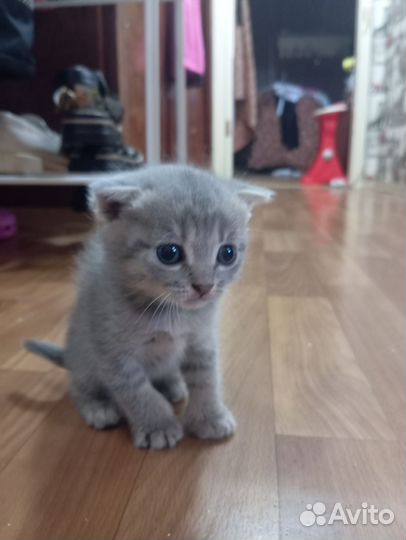 Вислоухая кошечка