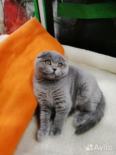 Отдам вислоухую кошечку