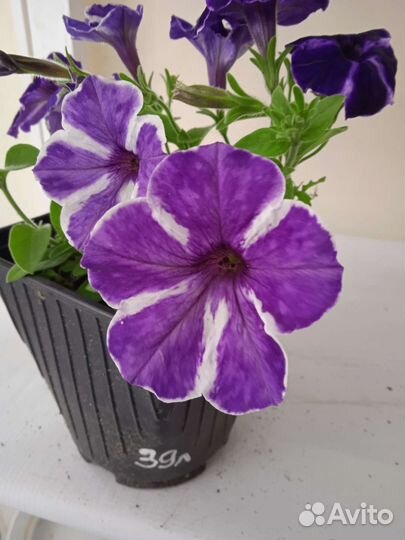 Вегетативная петуния