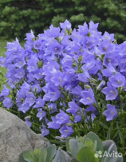 Садовые растения