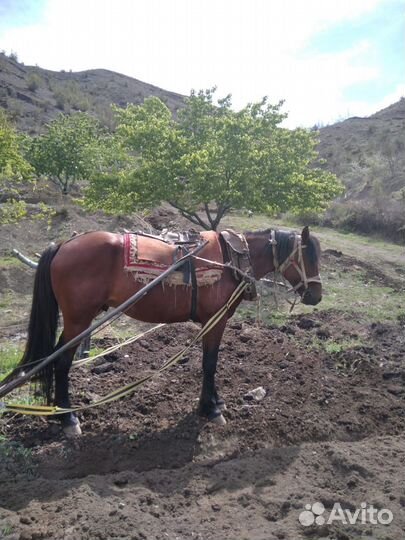 Лошадь пахарь