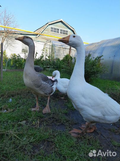 Гуси Линда и Холмогор