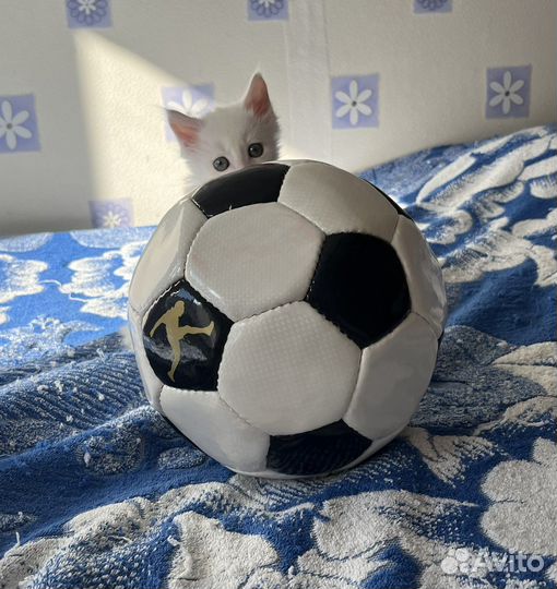 Красивый беленький малыш