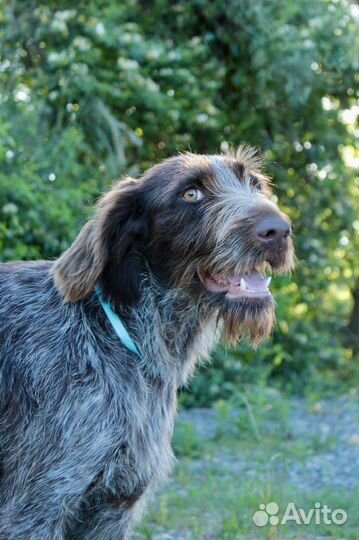 Дратхаар в добрые руки