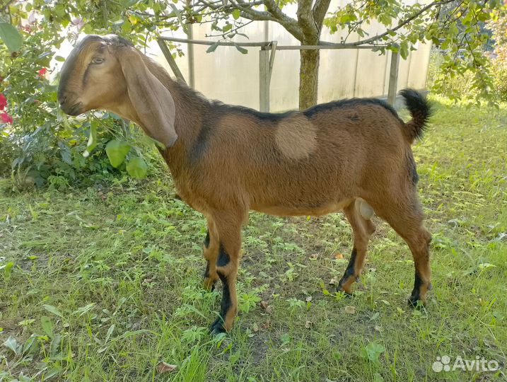 Англо-нубийские козочки и козлики