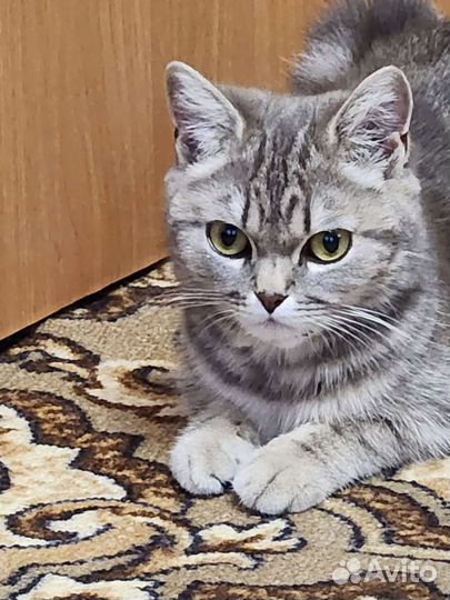 Котята в добрые руки бесплатно