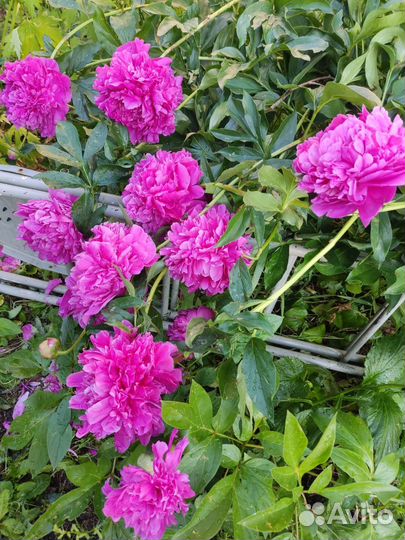 Пион Королевский