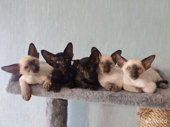 Ориентальные котята с документами