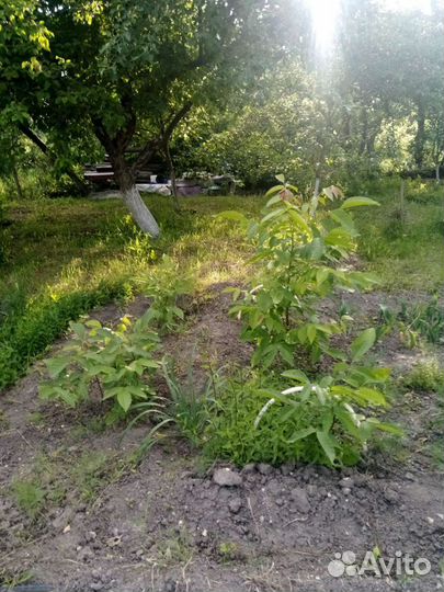 Грецкий орех