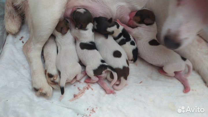 Инструктор по вязке собак