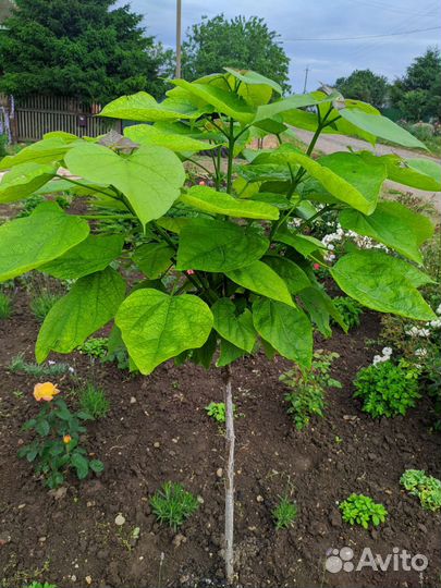 Саженцы деревьев катальпа, грецкий орех