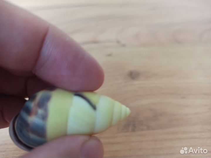 Морские раковины