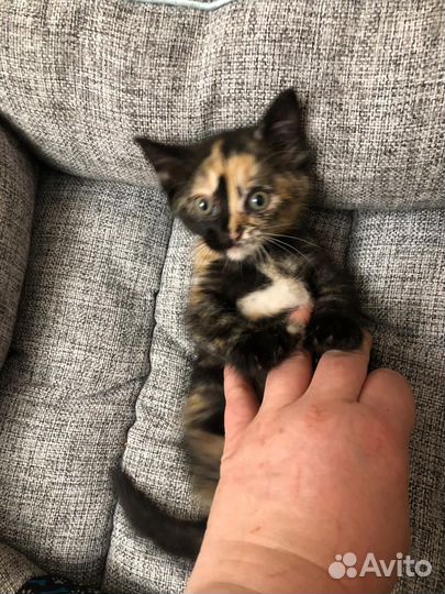 Котенок Бесплатно