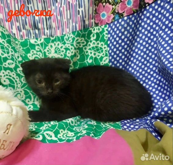 Девочки-котята с прямыми и висячими ушками