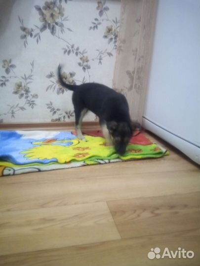 Собака щенок бесплатно