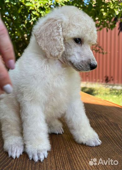 Пудели красные и редбраун