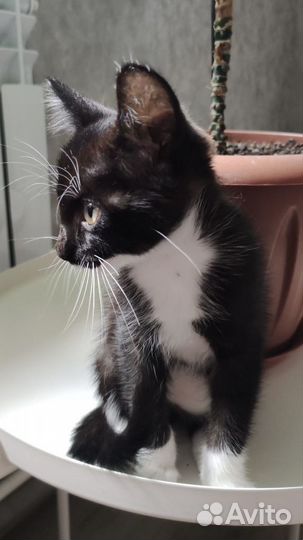 Ласковые котята в добрые руки