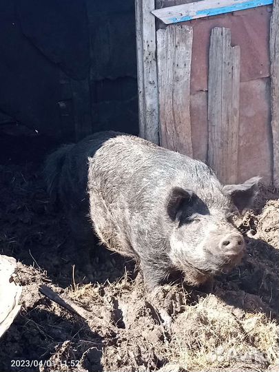 Продам хряка