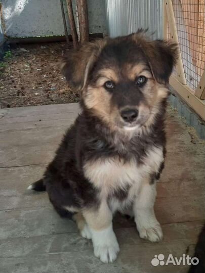 Собаки бесплатно в добрые руки щенки