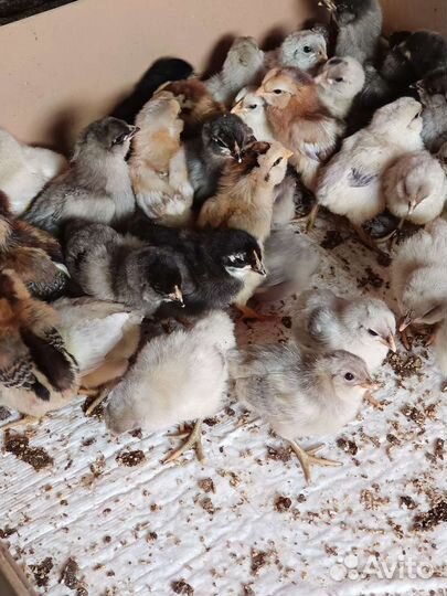 Цыплята разных пород и возрастов
