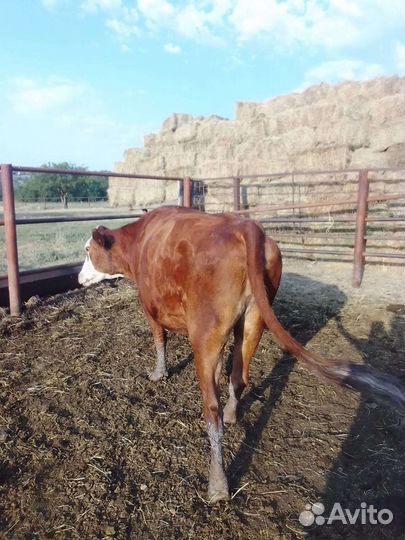 Быки и телки