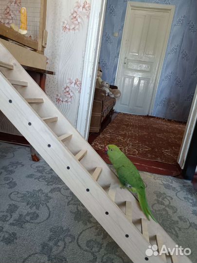 Ожереловый попугай молодой