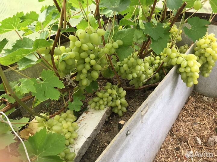 Саженцы крупного столового винограда для теплиц