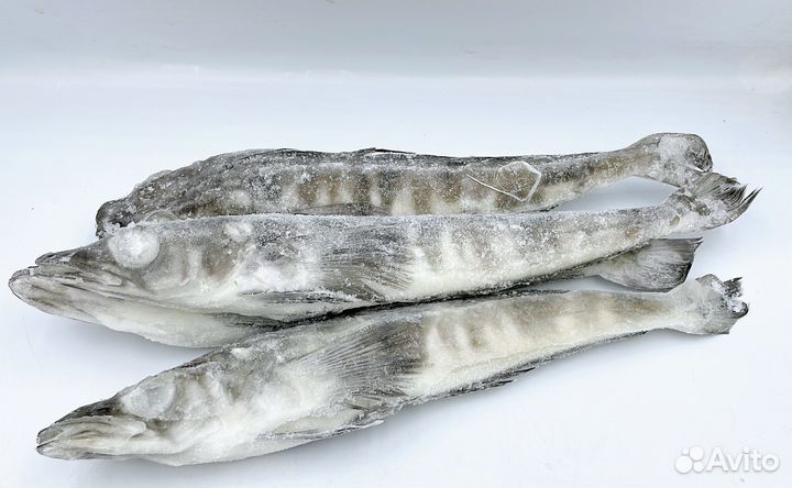 Ледяная рыба н/р 250